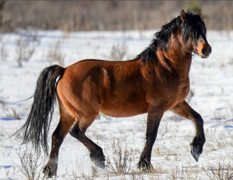 Canadian Wild Horse Foundation: The Ancient Heritage of Horses